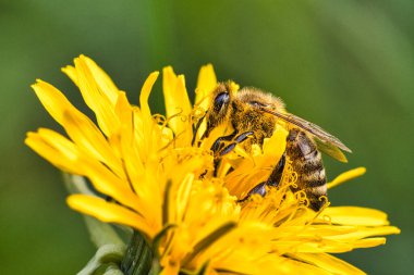 Arılar çiçekten periler topluyor. Çiçeklerin polenlerini hevesle döllerken perileri toplarlar.
