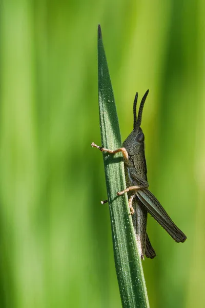 Gräshoppa Grässtrå Äng Makro Skott Där Varje Detalj Synlig — Stockfoto