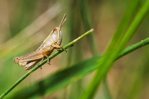 Gräshoppa Grässtrå Äng Makro Skott Där Varje Detalj Synlig — Stockfoto