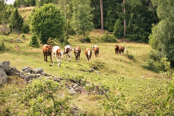 在瑞典的奶牛在小草甸的草地上 在那里的许多地方 — 图库照片