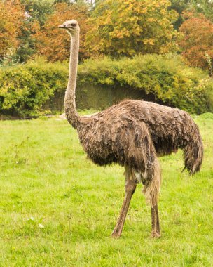 Profildeki kuş devekuşu. Uzun bacaklar ve uzun boyun..