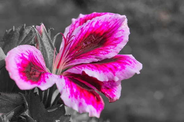 Gerânios Mostrados Uma Cor Flores Vermelho Roxo Rosa Resto Foi — Fotografia de Stock