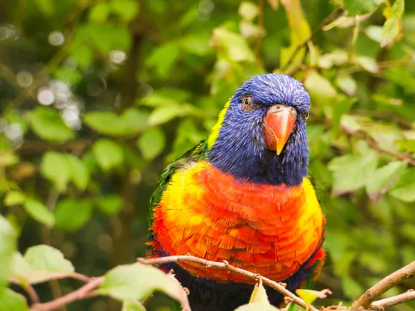 Lorikeet Also Called Lori Short Parrot Birds Colorful Plumage Very — Stock Photo, Image