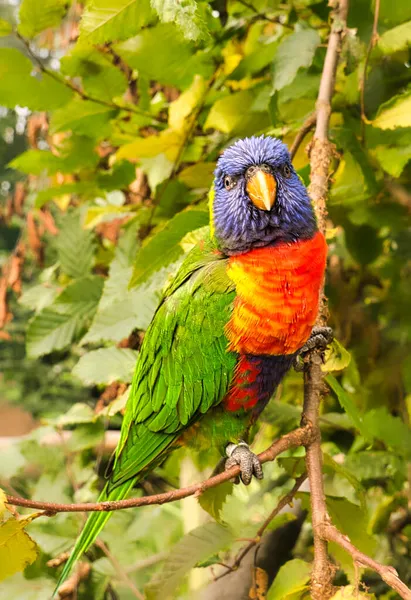 Lorikeet Also Called Lori Short Parrot Birds Colorful Plumage Very — Stock Photo, Image