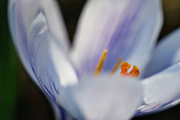 柔らかい光のボケの中でクロッカスの花 詳細なマクロショット — ストック写真