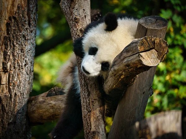 Den Stora Pandan Paule Från Berlins Zoo Attraktion Från Berlin — Stockfoto