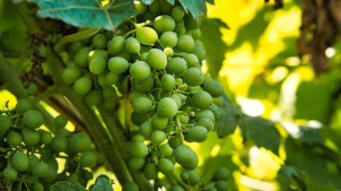 Renkli üzüm bağları. Üzümlü asmalar olgunlaşmış. Bunlardan yiyeceksiniz veya onlardan yiyeceksiniz..