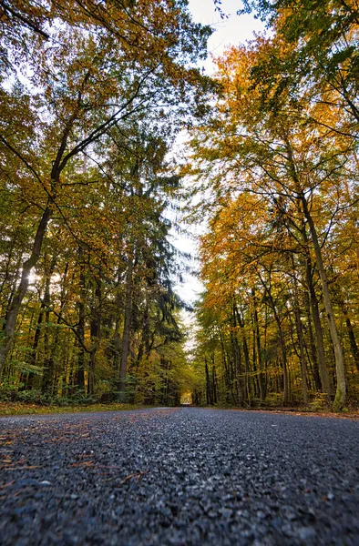 Sentier Forestier Dans Bruyère Neuruppina Humeur Automnale Feuillage Brille Dans — Photo