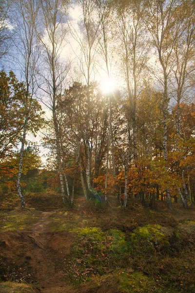 Sentiero Forestale Nella Brughiera Neuruppina Luce Autunnale Fogliame Brilla Tutti — Foto Stock