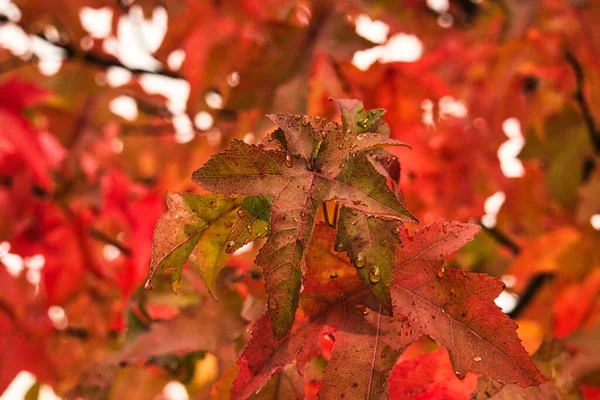Colorful Autumn Foliage Dewdrops Close Shown Individually — Stock Photo, Image