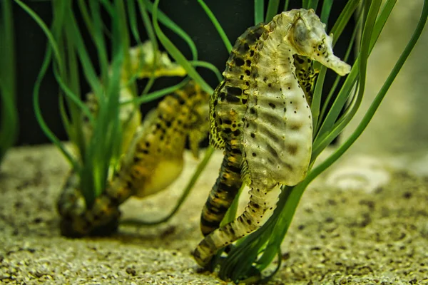 seahorse couple in sea grass. interesting to watch. detailed and beautiful.