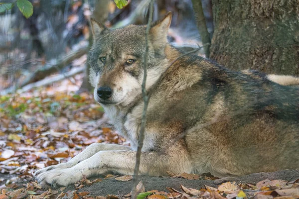 落葉樹の森の中にいるオオカミです リラックスした動物たちがいます — ストック写真