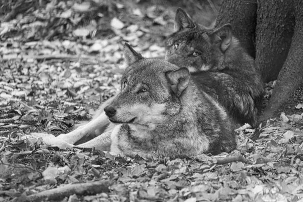 落葉樹の森の中のモンゴルオオカミは黒と白で閉じ込められています 見ていて美しいリラックスした動物は — ストック写真