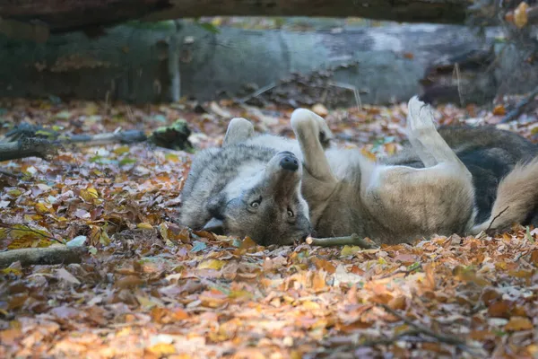 Lobo Mongoliano Bosque Caducifolio Cerca Animales Relajados Que Son Hermosos —  Fotos de Stock