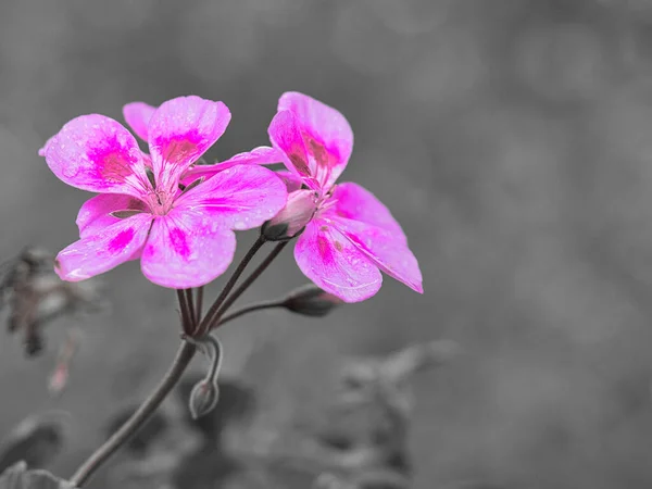 1つの色で表示されるゼラニウム ピンクの花 残りは飽和していました — ストック写真