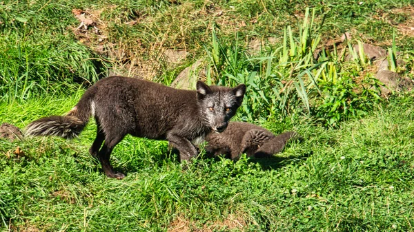 Fox Izleyiciyi Yakından Görüyor Hayvanın Hiç Korkusu Yok Ilgili Görünüyor — Stok fotoğraf