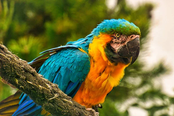 Parrot Species Ara Threatened Extinction Colorful Birds Portrait Found South — Stock Photo, Image