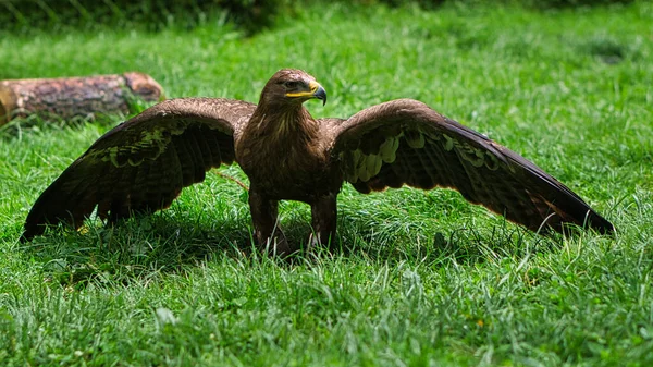 Saarburg Daki Hava Gösterisindeki Altın Kartal Zarif Kuş — Stok fotoğraf