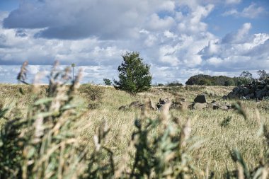 Sonbaharda kumulların üzerinde yapayalnız bir ağaçla çekilmiş manzara. dramatik, bulutlu ve rüzgarlı.