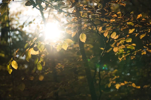 太陽の光が差し込む秋の落葉樹林 温かみのある光の雰囲気で — ストック写真