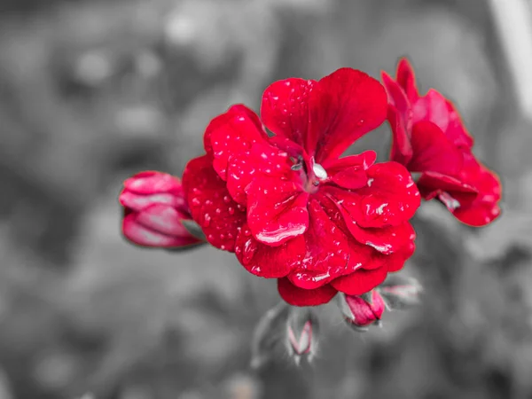 Geranios Mostrados Solo Color Flores Rojo Púrpura Rosa Resto Estaba —  Fotos de Stock