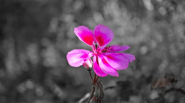 1つの色で表示されるゼラニウム ピンクの花 残りは飽和していました — ストック写真