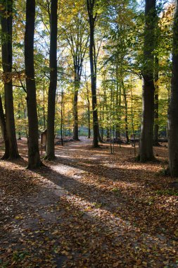 Sonbaharda yaprak döken bir ormanda neşeli bir hava. Ormanda sıcak hava