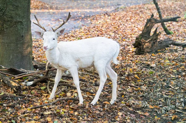 落葉樹林に隔離された白い鹿 リラックスして美しい — ストック写真