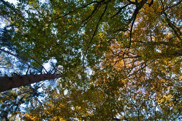 Humeur Légère Automne Dans Une Forêt Feuillus Ambiance Chaleureuse Dans — Photo