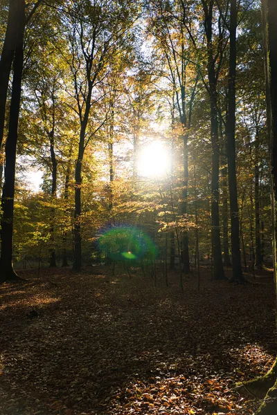 Humor Leve Outono Uma Floresta Decídua Humor Quente Floresta — Fotografia de Stock