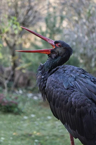 Black Stork Released Wild Park Rare Bird Species Threatened Extinction — Stock Photo, Image