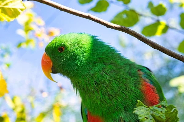 Kolorowe Lori Gałęziach Loris Gatunek Papugi Ciekawi Zabawni — Zdjęcie stockowe