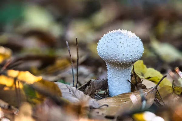 Pilz Laubwald Bei Der Suche Entdeckt Schöne Helle Stimmung Und — Stockfoto