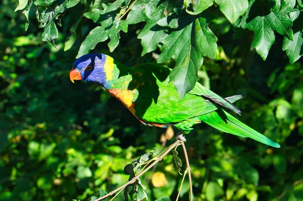 Lori Foliage Colorful Parrot Species Detailed Cropped Beautiful — Stock Photo, Image
