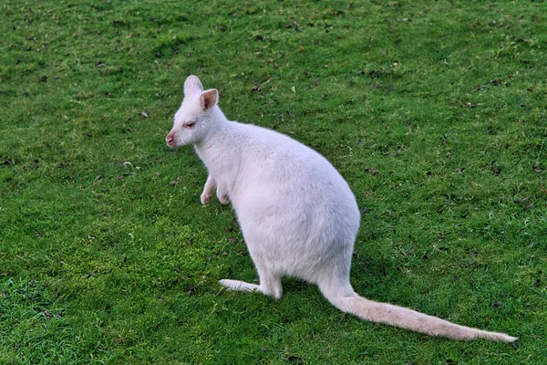 Beyaz Şarap Kangurusu Çayırda Oturuyor Beyaz Kürkle Nadiren Görülür — Stok fotoğraf