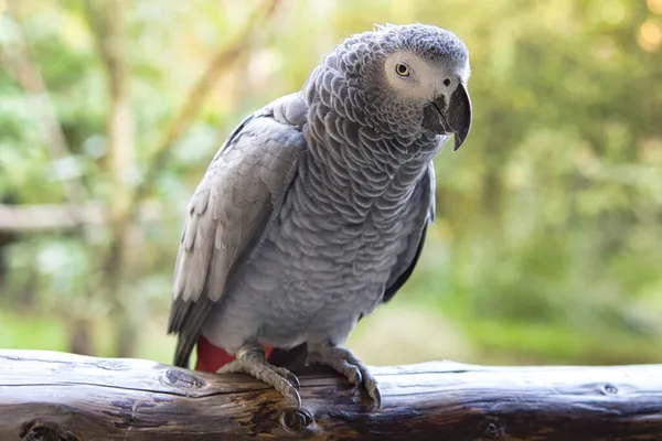 Gray Parrot Eye Contact Viewer Very Naughty Very Intimate Birds — Stock Photo, Image