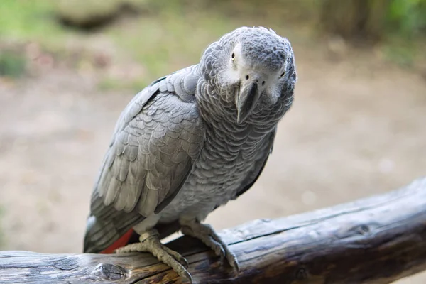 Серый Попугай Зрительным Контактом Непослушные Интимные Птицы — стоковое фото