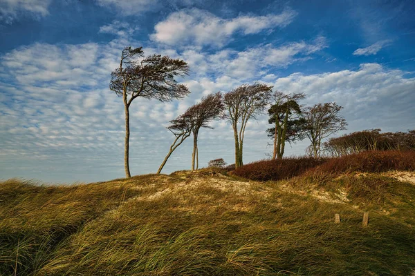 Spiaggia Ovest Sulla Spiaggia Del Mare Baltico Natura Morta Dettagliata — Foto Stock