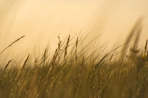 風の中で夕焼けガチョウの光の気分で草 海の自然を体験 — ストック写真