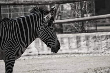 Almanya, Berlin Hayvanat Bahçesi 'nden bir zebra. kürkte ayrıntılı desen