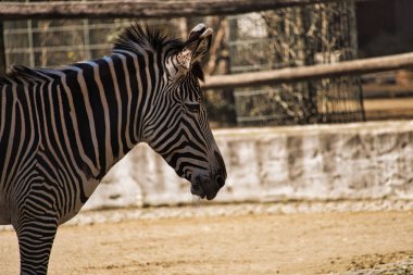 Almanya, Berlin Hayvanat Bahçesi 'nden bir zebra. kürkte ayrıntılı desen
