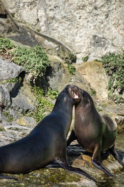 Seals, Berlin Hayvanat Bahçesi 'nde oynuyor. Hayvanları izlemek harika bir şey.