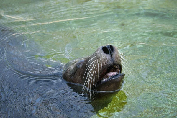 Foca Marina Zoológico Berlín Juguetón Fantástico Para Ver —  Fotos de Stock