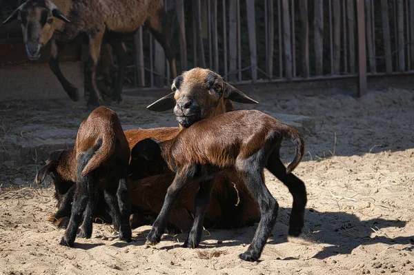 Вівчарка Камерун Дітьми Берлінському Зоопарку Молоді Тварини Дуже Грайливі — стокове фото
