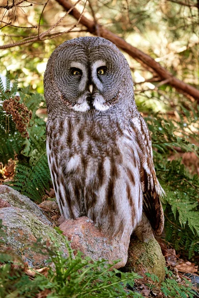 a barred owl from the Berlin zoo. the gaze is directed at the viewer. beautiful plumage and shining eye