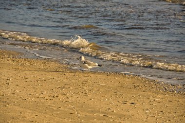 Blavand Danimarka 'da günbatımı. Akşam saatleri sıcak ve aydınlık. Güneş ışınları sahile renkli detaylarla ulaşır.