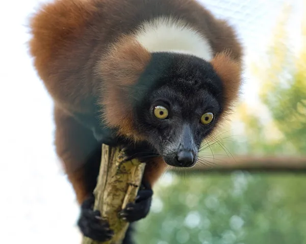 Lemurenaffe Auf Einem Ast Der Den Betrachter Anschaut Schaut Und — Stockfoto