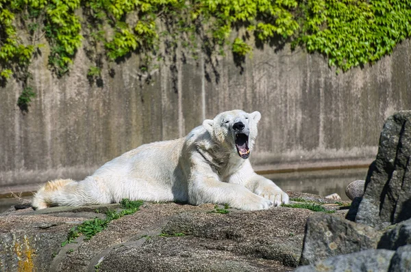 Oso Polar Del Zoológico Berlín Acostado Relajado Depredador Enorme Que —  Fotos de Stock