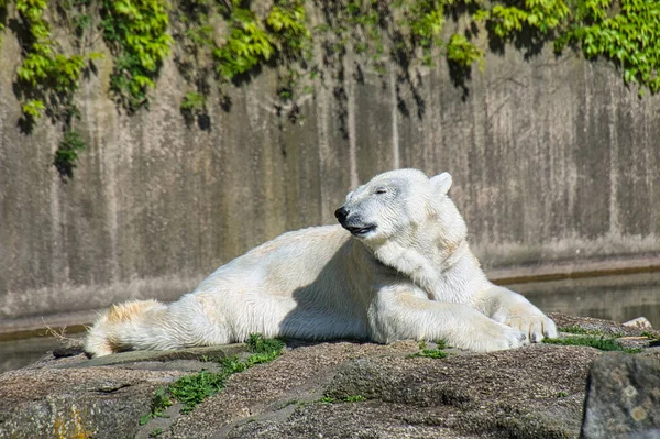 Oso Polar Del Zoológico Berlín Acostado Relajado Depredador Enorme Que —  Fotos de Stock