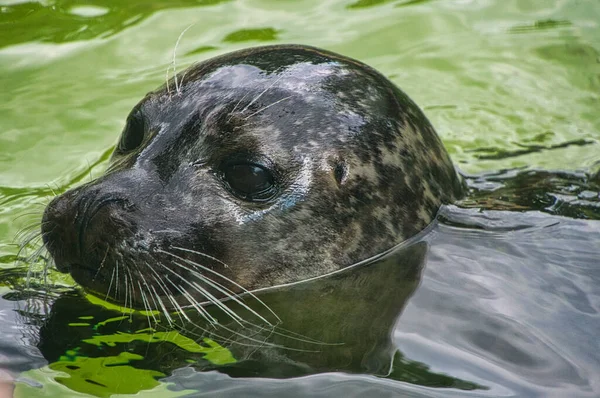 Vista Ravvicinata Della Testa Una Foca Marina Allo Zoo Berlino — Foto Stock